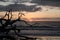 Sun rises through tree branches or driftwood on Driftwood beach in Jekyll Island, Georgia.