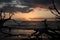 Sun rises through tree branches or driftwood on Driftwood beach in Jekyll Island, Georgia.