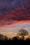 Sun rising at dawn creating a colurful red and golden sky over a group of trees in Winter