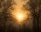 Sun rising through heavy fog, surrounded by trees