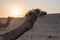 Sun rising at the horizon, Thar desert, Rajasthan, India. Dromedary, dromedary camel, Arabian camel, or one-humped camel is