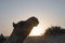 Sun rising at the horizon of Thar desert, Rajasthan, India. Dromedary, dromedary camel, Arabian camel, or one-humped camel is