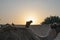 Sun rising at the horizon of Thar desert, Rajasthan, India. Dromedary, dromedary camel, Arabian camel, or one-humped camel is