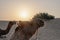 Sun rising at the horizon of Thar desert,Rajasthan, India. Dromedary, dromedary camel, Arabian camel, or one-humped camel is