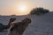 Sun rising at the horizon of Thar desert,Rajasthan, India. Dromedary, dromedary camel, Arabian camel, or one-humped camel is