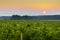 Sun is rising over vineyards of Beaujolais land