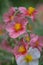 Sun rose Helianthemum nummularium, rose and white flowers