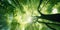 The sun\\\'s rays break through the green foliage of a tree, bottom-up view. Generative ai