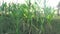 Sun`s rays through a corn field at summer time