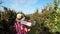 In the sun`s rays, female farmer in plaid shirt and hat walks between the rows of apple trees. she holds box with fresh