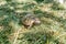 The sun`s rays illuminate the turtle. Land small turtle among the mown dry grass. Turtle in nature