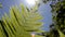 The sun`s rays penetrate the carved fern leaf. Green leaf against a blue sky