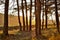 sun\\\'s rays penetrate through trunks of pine trees. Golden sunrise in national park. Aerial perspective of fir trees.