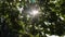 The sun`s rays shine through the dense green foliage of the oak. Sun glare