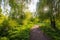 The Sun`s Rays Are Shining Through The Trees In An Ancient Park