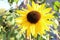 Sun Salutation - Common Sunflower