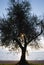 Sun seen through the fronds of an olive tree