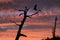The Sun Set as an Osprey Lands on a Dead Tree