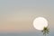 Sun set coconut tree silhouet in oblique angle
