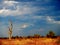 Sun set in deep savannah, kruger bushveld, Kruger national park, SOUTH AFRICA