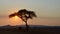 Sun sets behind Acacia tree in Zimbabwe