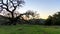 Sun sets behind gnarled California oak tree in hilly natural landscape