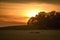 Sun sets behind trees in the distance, sheep in the foreground