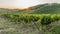 The sun sets over the famous vineyards for the production of classic Chianti wine between the provinces of Siena and Florence