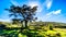 Sun setting behind a large tree in Cape of Good Hope Nature Reserve