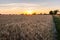 Sun Setting Behind  a Tree over Golden Wheat Field in Normandy France