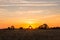 Sun Setting Behind  a Tree over Golden Wheat Field in Normandy France