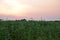 Sun Setting down and colorful sky over and Corn farm in the foreground