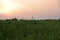 Sun Setting down and colorful sky over and Corn farm in the foreground