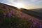 Sun setting on the Horse Horse Heavens Purple Penstemon, perhaps permanently?