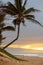 Sun setting over the crooked palm tree, beach and waves on Sunset Beach, Hawaii