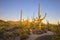 Sun Setting Over Saguaro Cactuses