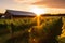 The sun is setting over a vineyard with a barn of solar panel in the background