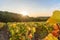 Sun setting over vineyard, close-up of wine ranks