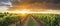 Sun Setting Over Vineyard - Golden Hour Scenery With Grape Vines