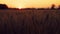 Sun setting over wheat or barley field at sunset