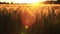 Sun setting over wheat or barley field at sunset