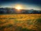 Sun setting sunset behind a field of ripening barley.