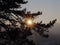 Sun at setting time glaring through the branches of a pine tree