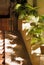 Sun and shadow on entrance ramp with decoration Livistona Rotundifolia palm tree in flowerpot. shadow plants pattern