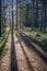 Sun and shadows drawing lines in spring pine forest. Lines of shadows and pathway.