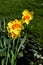 SUN SHINE SPRINGS WEATHER AND DAFFODILS FLOWERS