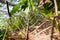 Sun shines through beautiful dry leaves in Vietnam rain forest