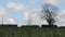 Sun Shines & Beautiful Heavenly Clouds in Blue Sky Above Grass Field Lonely Tree - Cloud scape, Beautiful Countryside Nature Scene