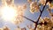 The sun shines through a blooming cherry tree