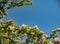 Sun shines on branches of blossoming apple tree